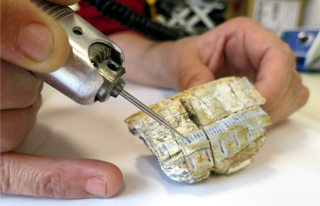 Drilling a Diprotodon incisor tooth for the study. (Image: Gilbert Price)
